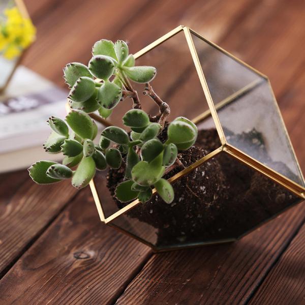 Geometric Cubic Moss Glass Homeware Flower Plant terrarium Planter Seamless Solder