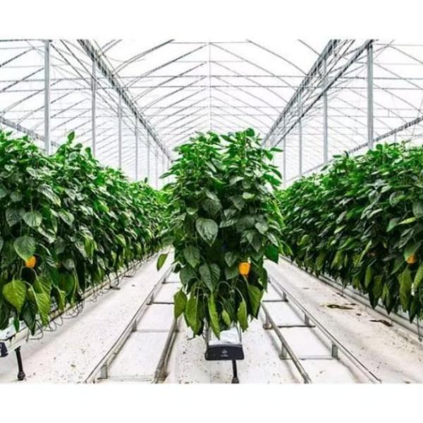 Energy - Efficient Venlo Glass Greenhouse for Pepper Hydroponics