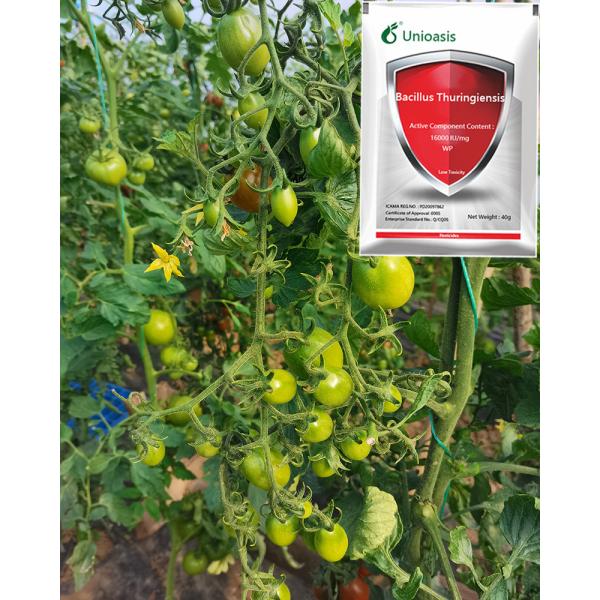 32000iu Bt Bacillus Thuringiensis Kills Cabbage Moth Insecticide