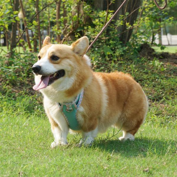 Veste de laisse pour chiens harnais pour animaux de compagnie bande réfléchissante fournitures de chaîne pour chiens avec logo personnalisé et design rembourrée