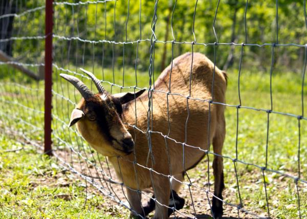4 Ft 5 Ft Livestock Mesh Fencing SGS Certification