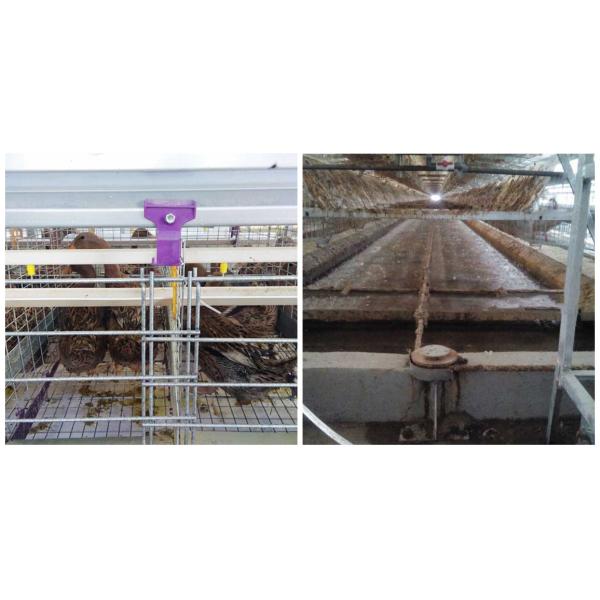 Клетка птицы слоя большой емкости, обеспеченные клетки для кладя куриц/утки