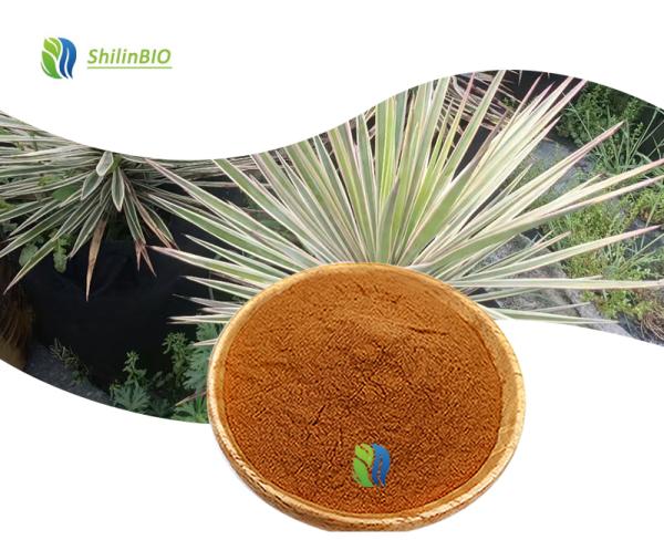 Yucca Root Extract Yucca Saponin