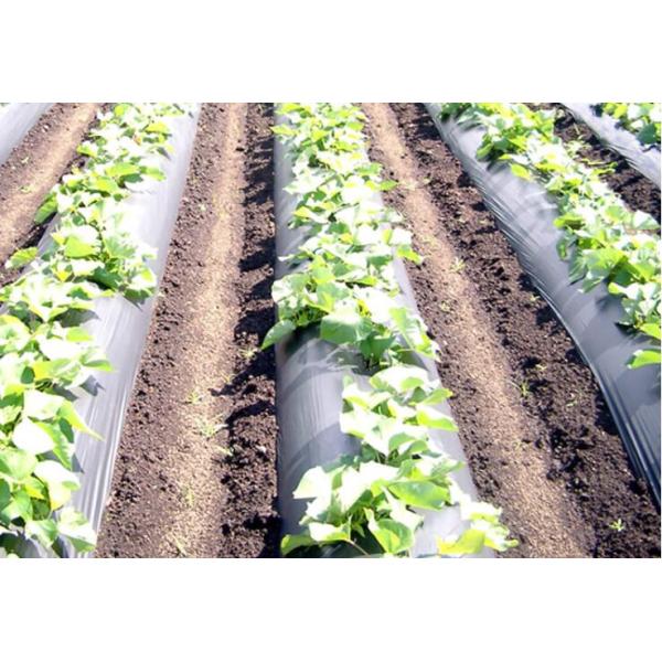 Белый Degradable Biodegradable фильм земледелия 12um