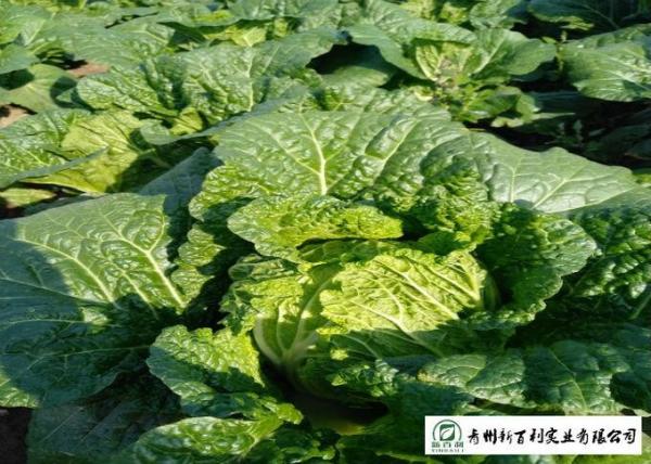 Big Size Fresh Chinese Cabbage Yellow Inside 15 Kg / Ctn GAP Standard