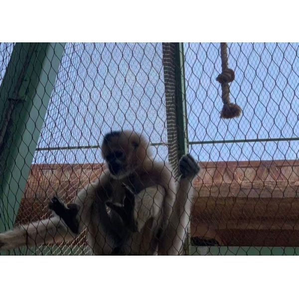High Weather Resistant Zoo Mesh Meets Harsh Climate Needs In Indonesia