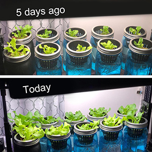 Commercial Aquaponics Growing Systems Agricultural Greenhouse Indoor Hydroponics Plant Net Basket Hydroponic Vegetable