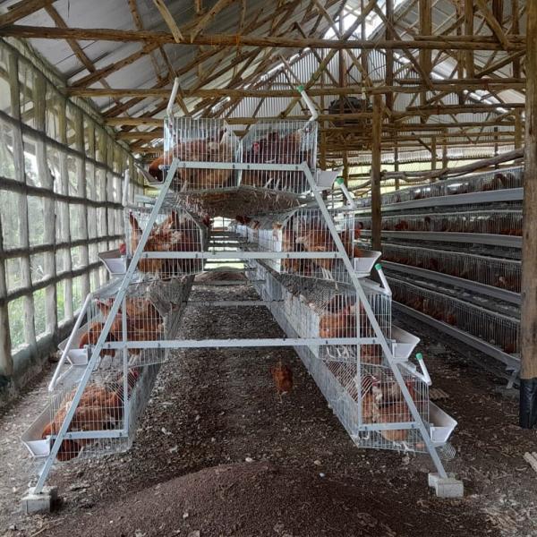 3/4 уровень 160 птиц Яичный слой Куриная клетка Для Южной Африки Куриная ферма Куриный дом