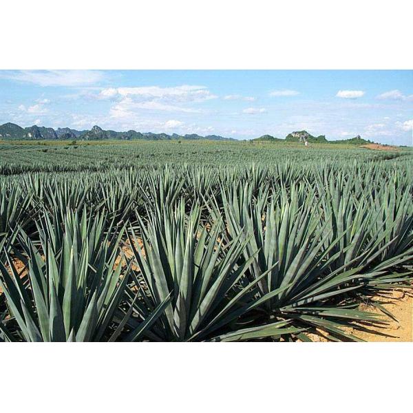 Customizable Bath Shower Brush For Body Dry Skin Natural Beech Wood Sisal Bristles