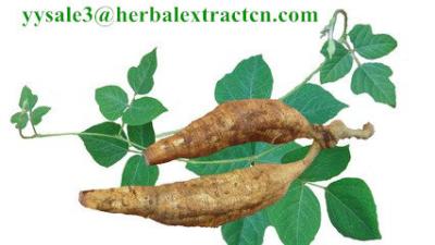 Kudzu Root extract, Isoflavones 40%, CAS No.: 3681-99-0, Auxiliary lower blood pressure, Arctium Extract, Chinese Extrac