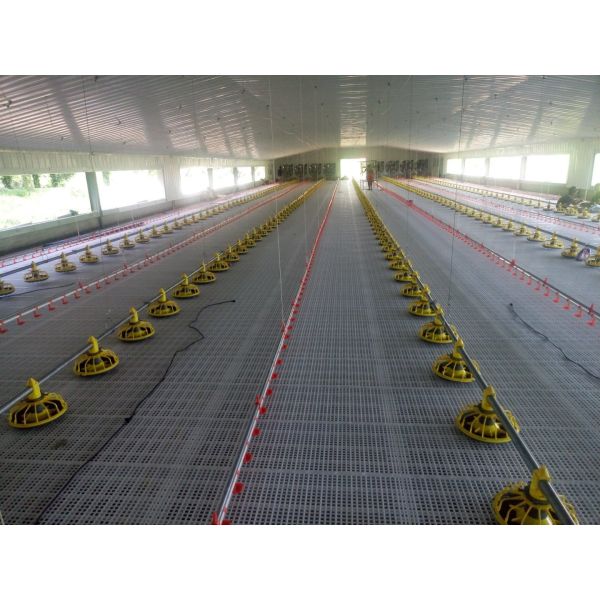 Full Automatic Broiler Ground Raising Equipment with Hot-Dip Galvanized Chicken House System Customizable for Poultry Farming