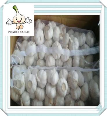 High Quality Chinese Garlic China Garlic Price newest price of fresh garlic