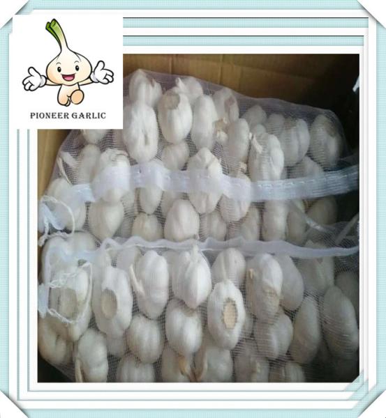 High Quality Chinese Garlic China Garlic Price newest price of fresh garlic
