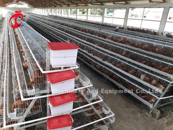 Best A Type Chicken Cage 500 Birds For Layers Poultry Farming Chicken Cage Sandy