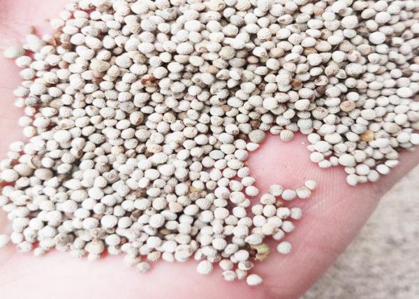High Purity Small Bird Food White Perilla Seed Wild Sesame For Birds Feed