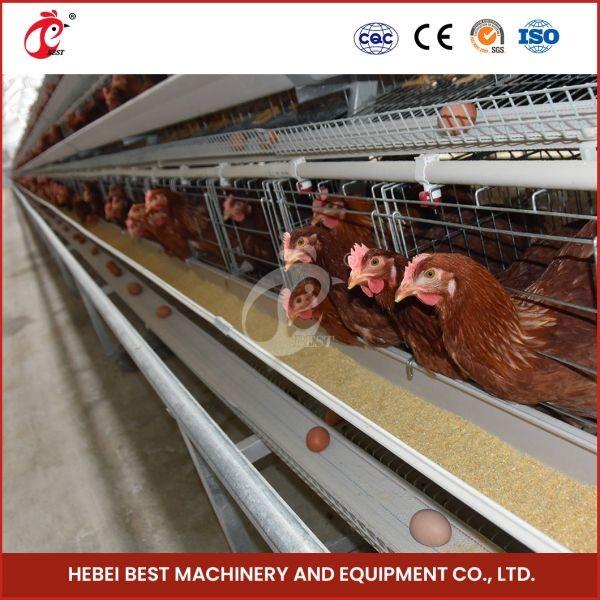 120 Birds Layer Poultry Farm Cage Hot Deep Galvanized And Cold Galvanized Iris