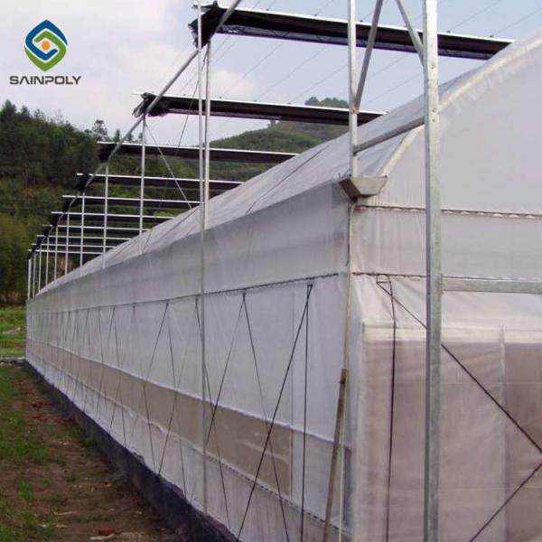 Agriculture Planting Large Plastic Film Multi Span Greenhouse 5.3m