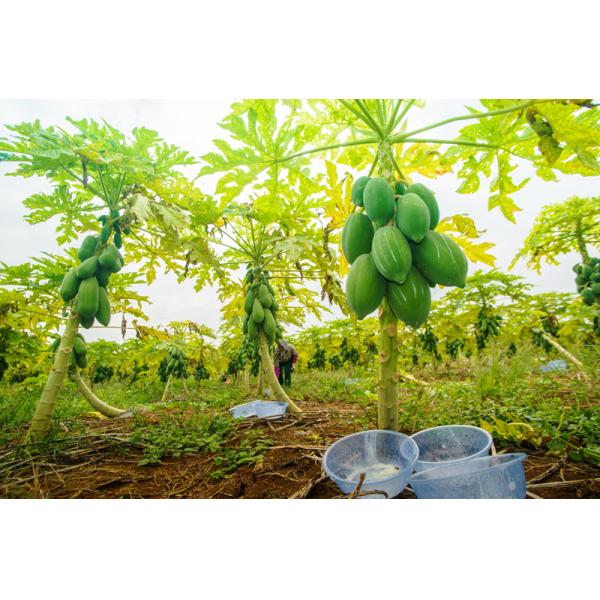 Enzima papaína de papaya 300USP-6000USP para alimentos y medicamentos con proteínas