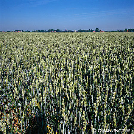 Water Soluble Calcium Boron Foliar Fertilizer Micronutrients For Plants