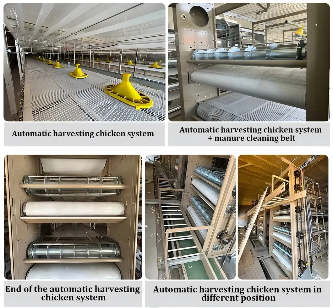 Automatic Chain Type Broiler Cage Equipment Chicken Harvest Cage For Poultry Farming