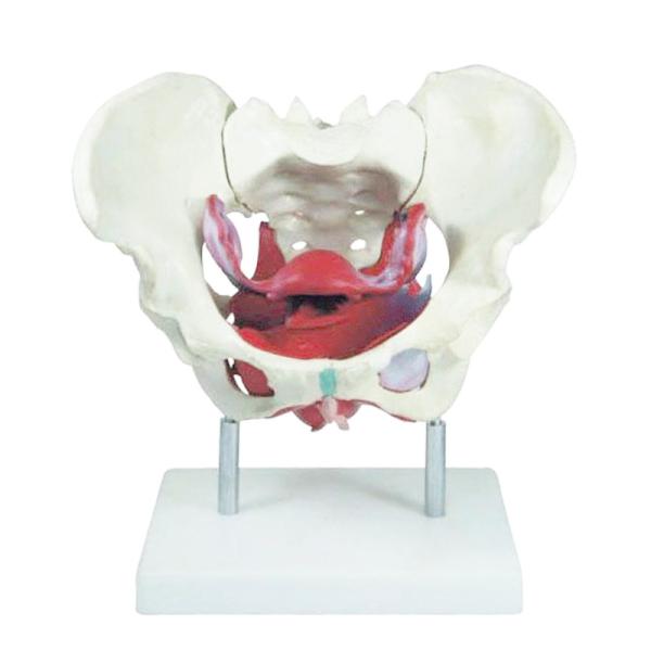 Pvc Education Tasteless Anatomical Pelvis Model
