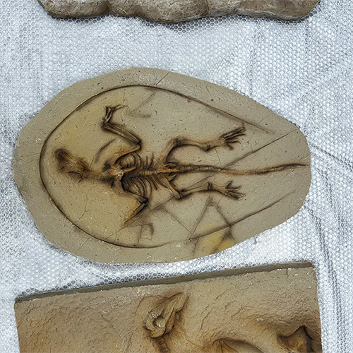 Artificial Replica Museum Standard Dinosaur Skeleton Model Fossil Skeleton Replica