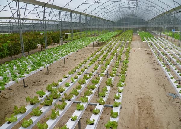 High Density Flat Commercial Nft Hydroponic Systems Nutrient Film Technique Hydroponics