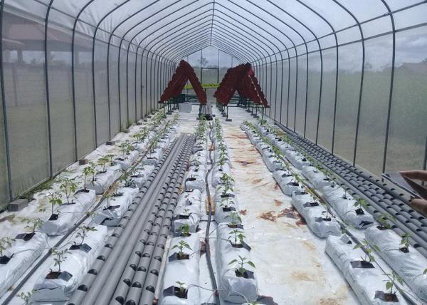 UV Protection Small Polycarbonate Greenhouse Mini Tunnel Greenhouse With Rust Proof Frame