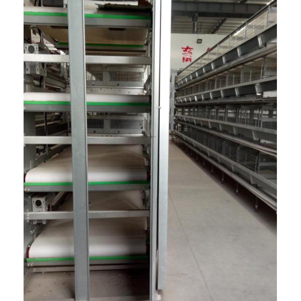 Broiler 96 Birds 3 Tier Layer Cages With Automatic Feeding System