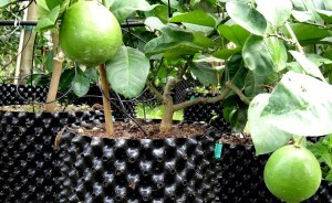 корня воздуха баков воздуха Dia 14L контейнеры гибкого 30cm пластикового прочного подрезая