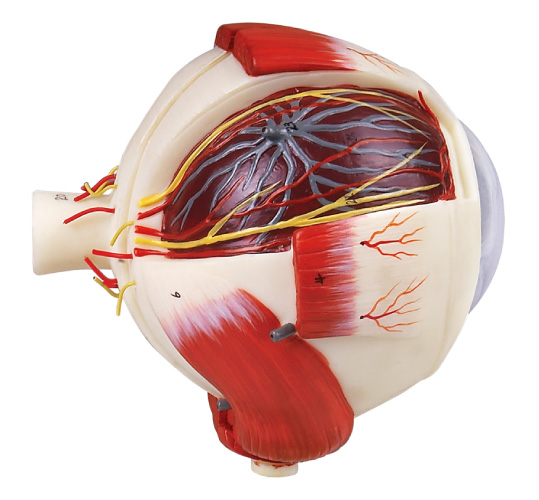 Two parts eyeball anatomy eye model  demonstration eye structure