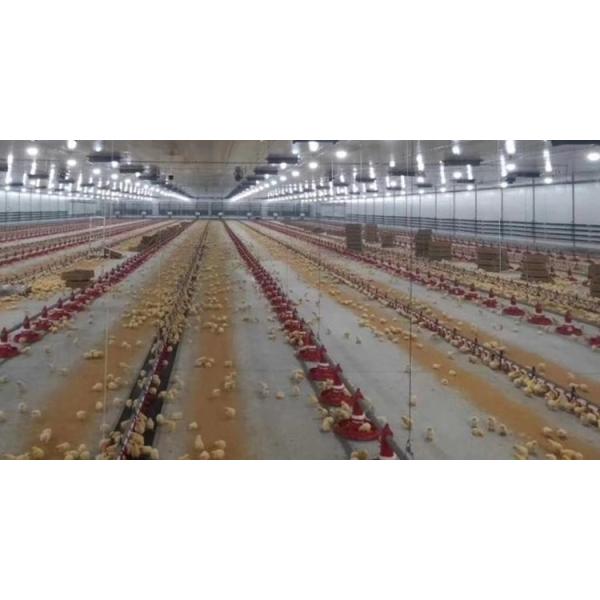 Automatic Chicken House Broiler Poultry Farm Equipment