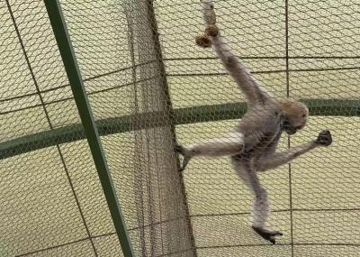 SS 7*19  1.5mm Stainless Steel Cable Mesh  For Saftey Protection Net