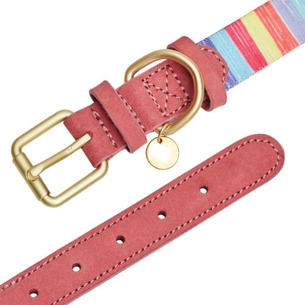 Polyester Webbing Leather Pet Collars Matched Leashes Available