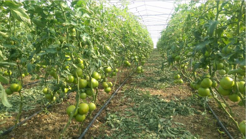 Energy Disease Resistant Indeterminate Tomato Seeds Bulk Tomato Seeds T50