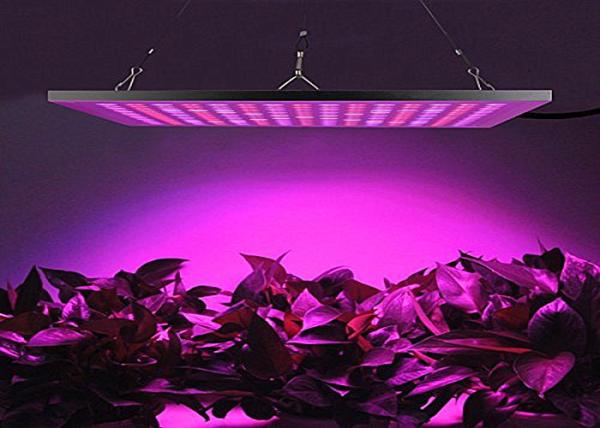 Lightweight Energy Efficient Grow Lights Led Flowering Grow Lights 3 Years Warranty