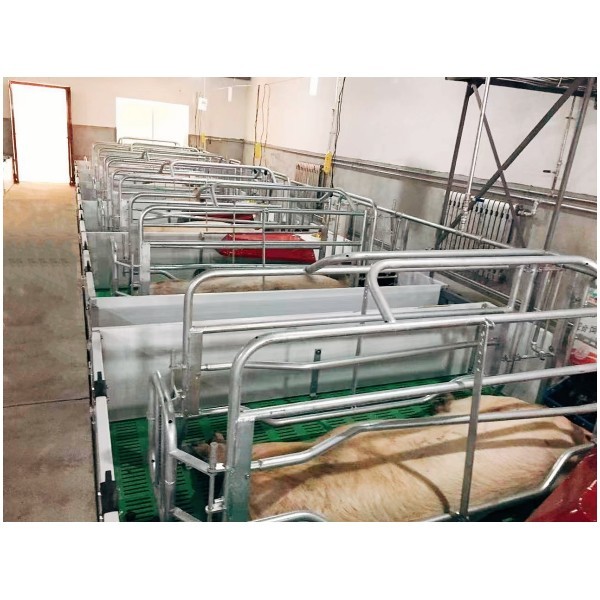 Pig Farm Equipment Farrowing Cage For Sow Delivery piglets