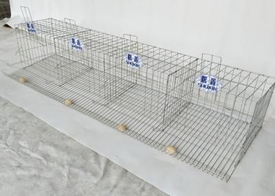 Gaiola moderna da galinha da camada das aves domésticas da construção de exploração agrícola