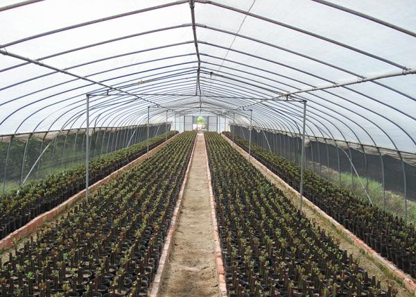 Small Scale Farming Single Span Greenhouse Customize Plastic Film Greenhouse