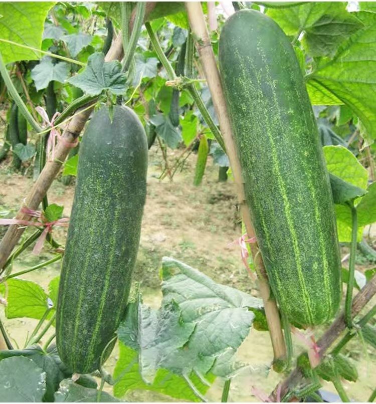 CU04 Jieyang heat tolerate export quality f1 hybrid cucumber seeds for spring and autumn planting
