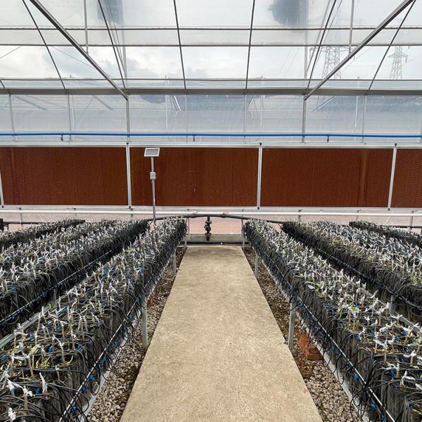 Desgraça plástica da estufa do tomate da multi tubulação mental do período para a agricultura