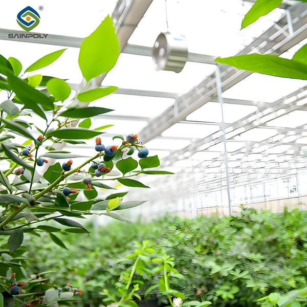 Plantation de bleuets à plusieurs étendues Serre de culture de fruits avec système d'irrigation