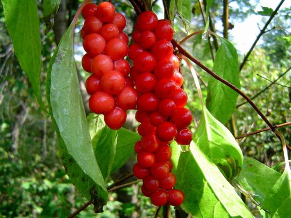 Schisandra P.E. Brown yellow fine powder, NATURAL liver protection, Anti-knub, Schisandrins 2%,5%,9%