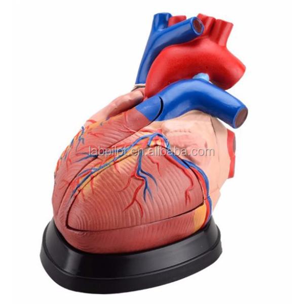 Human Heart Anatomy 3D Model for Anatomical Demonstration 3 Times Enlarged 5 Parts