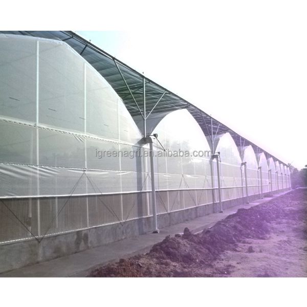 Film Greenhouse Turnkey Project Tomato Greenhouse Single Layer Large Size PE Material
