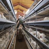 Gaiola comercial 80Birds/Set SONCAP da galinha de grelha de 4 camadas habilitado