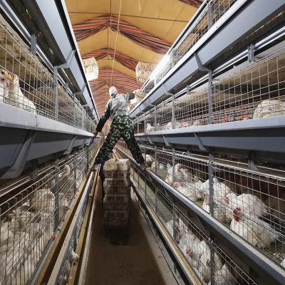 Gaiola comercial 80Birds/Set SONCAP da galinha de grelha de 4 camadas habilitado