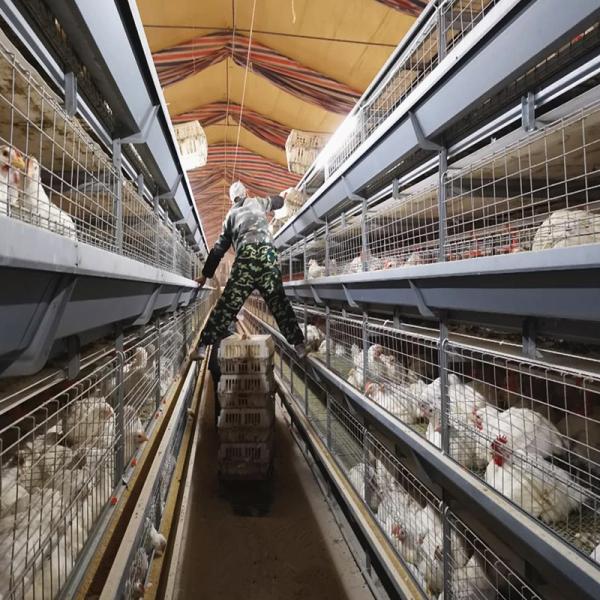 Type automatique moderne de l'équipement H de ferme de poulet à rôtir cage de grilleur de volaille pour le Nigéria