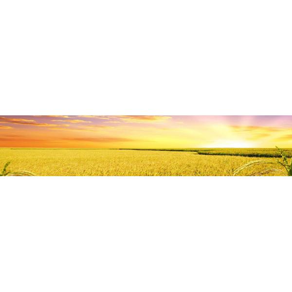 Small Scale Rice Mill Plant Huller Rice Powder Machine Automatic