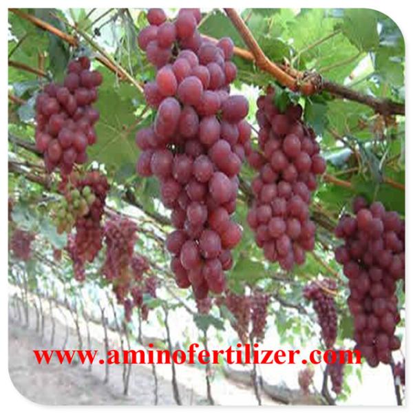 Fertilizante em pó com aminoácidos potássio cálcio magnésio boro zinco para doces frutas